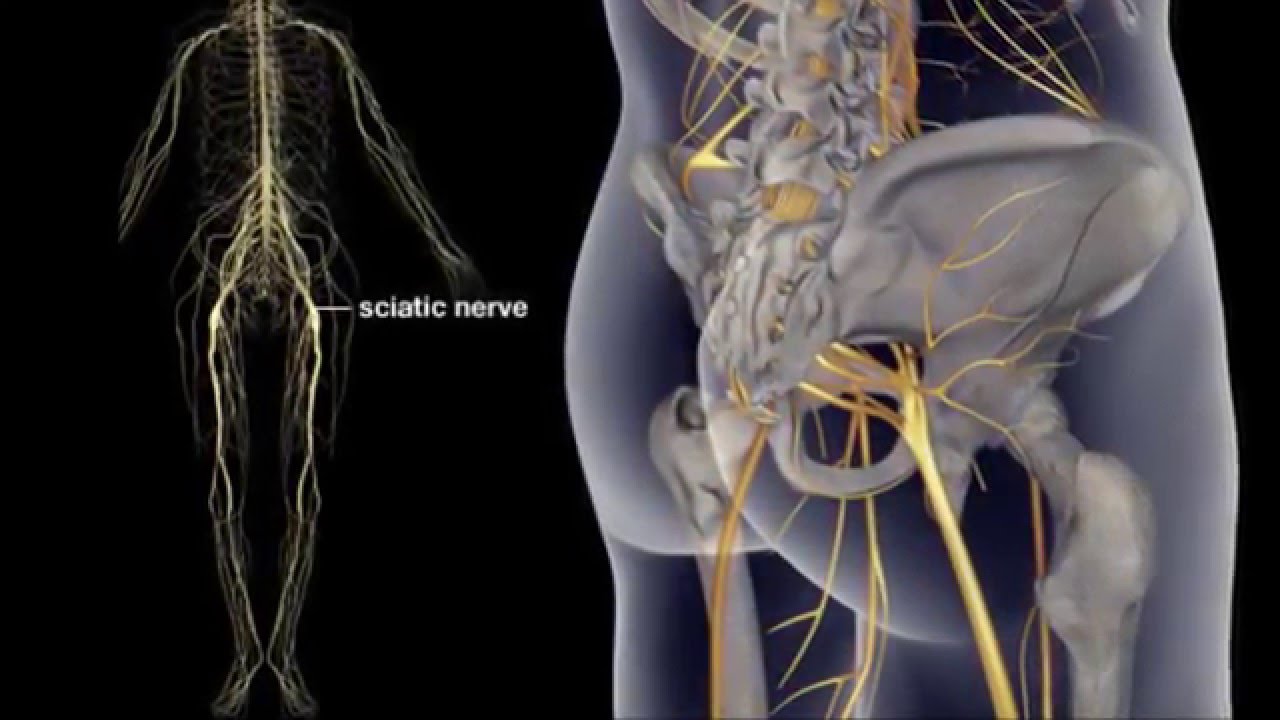 What is Sciatic Nerve Causes? Sciatic Pain Relief Treatment | Sciatic Exercises