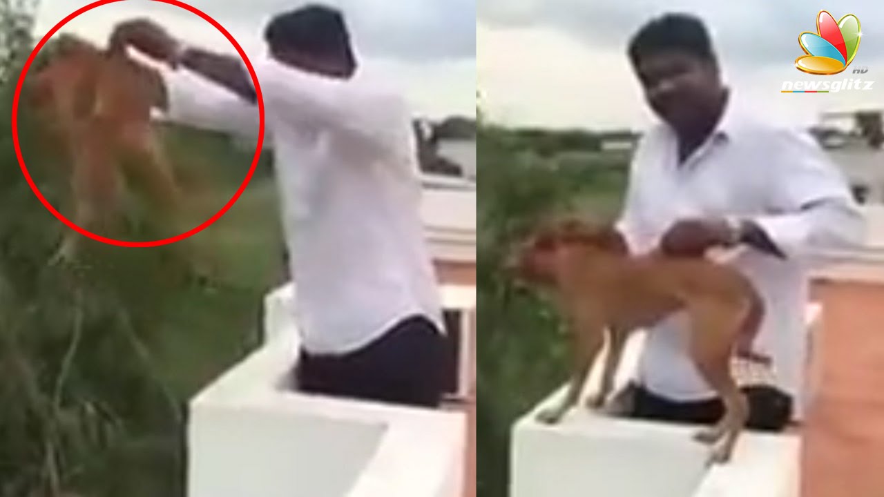Shocking! Chennai medical student throws dog off the roof | Latest Tamil News