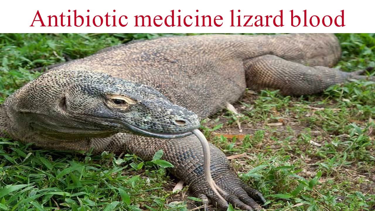 lizard latest news, antibatic medicne from lizard blood, health information, health topics, medical
