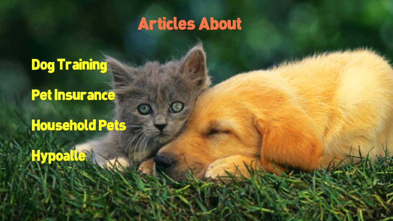Dog| 1800 PLR |Pet| Articles Plus |Dog|,|Cat|,|Dog Health| Ebooks Plus Bonus |Videoscribe|