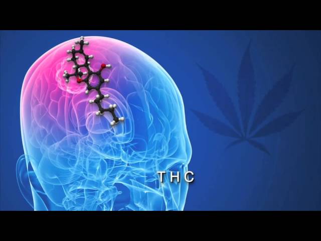 Science Explains How Cannabis Kills Cancer Cells | CBD-Healthcare News